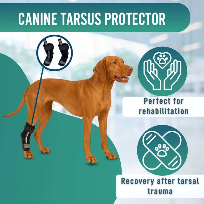 Canine Tarsal Support with Removable Splints | 2 Pack