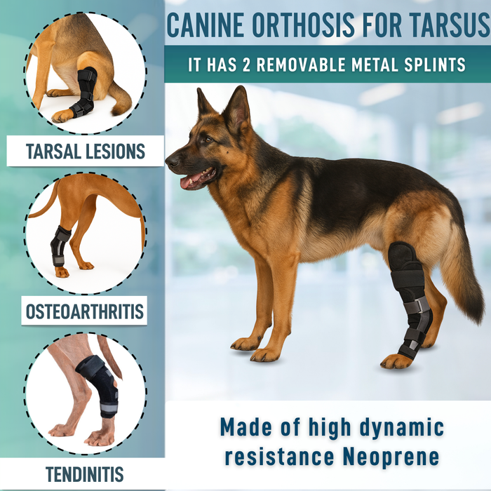 Canine Tarsal Support with Removable Splints | 2 Pack