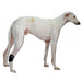 adaptable-dog-tarsal-orthosis-for-injury-recovery-xxs-xl-ortoprime-uk