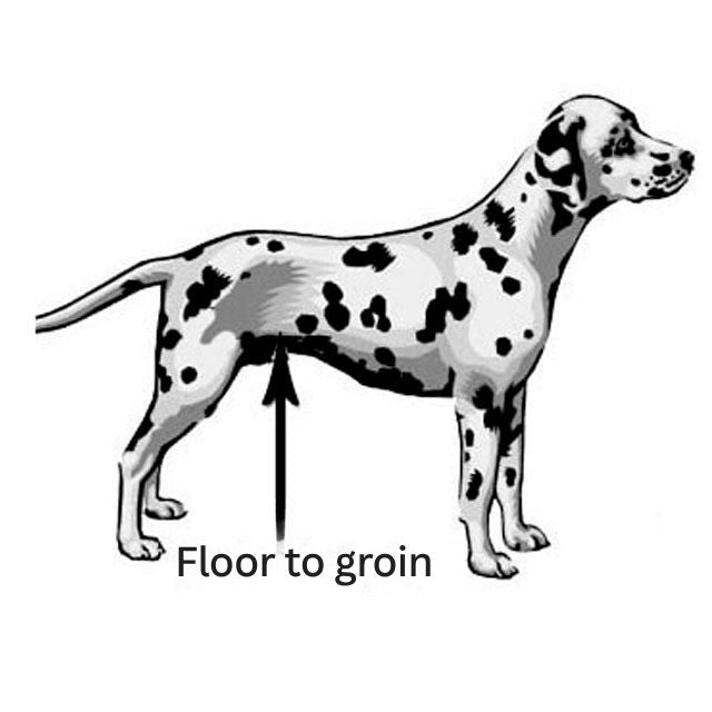 adaptive-dog-wheelchair-for-mobility-support-more-than-11kg-21-30cm-31-37cm-38-46cm-43-51cm-48-56cm-56-64cm-colours-pink-blue-camouflage-ortoprime-uk