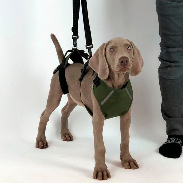 canine-full-body-support-harness-for-disabled-dogs-s-m-l-xl-xxl-ortoprime-uk