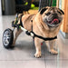 dog-wheelchair-camouflage-38-46cm-weight-more-than-11kg-ortoprime-uk