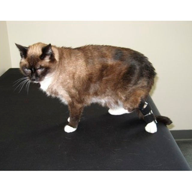 lightweight-dog-leg-orthosis-for-mobility-aid-xxs-xxl-sizes-ortoprime-uk