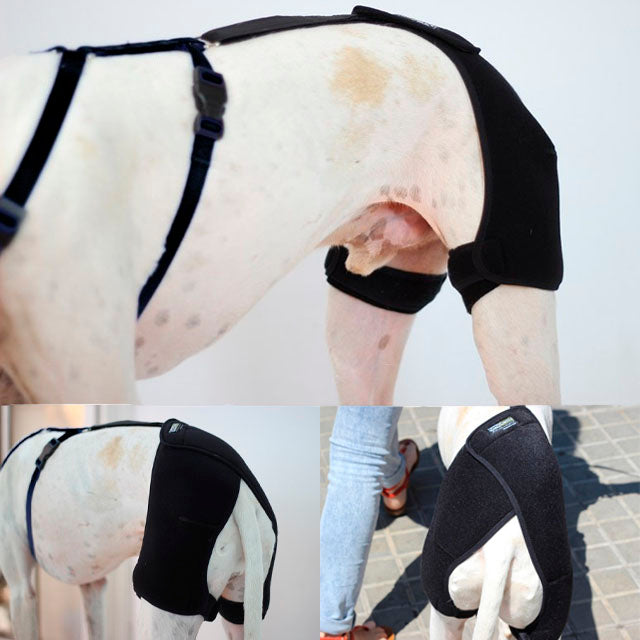 pet-hip-support-belt-for-dogs-with-dysplasia-xxs-xs-s-m-l-ortoprime-uk