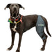 veterinary-dog-knee-orthosis-with-band-right-left-xmini-13-14cm-to-xxl-42-47cm-ortoprime-uk